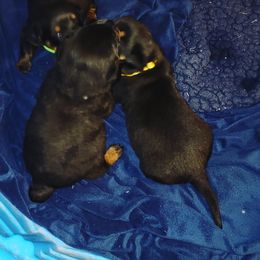Rottweiler Puppies from Von Haus of Pearl