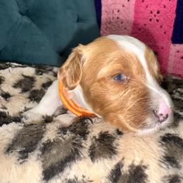 Orange Collar - Parti female Goldendoodle puppy in Cocoa, Florida from Leopard n Lace Doodles