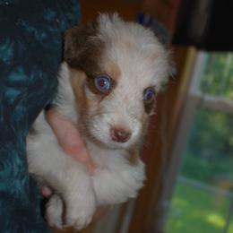 Spud - Red merle male Australian Shepherd puppy in Altmar, New York from E&C Australian Shepherds