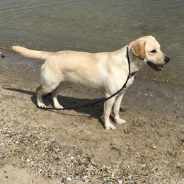 Aila - Labrador Retriever