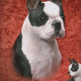 Boston Terrier All Grown Up from Zuran Show Dogs