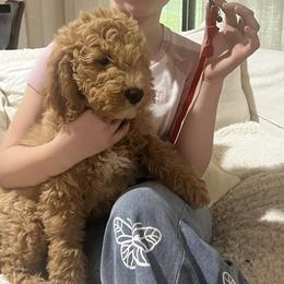 Red collar - Red  female Goldendoodle puppy in Lake Butler, Florida from Mini Golden Doodles