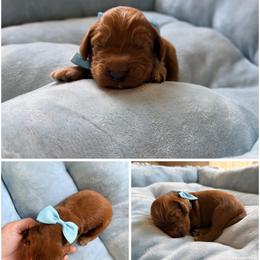 Rolo - Red male Australian Labradoodle puppy in Summerfield, North Carolina from Four Oaks Labradoodles
