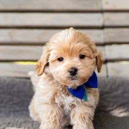 Boy 3 - Goldendoodle puppy in Riverton, Utah from Utah Doodlebug
