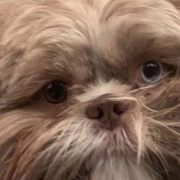 Ellie - Shih Tzu