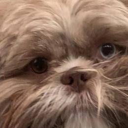 Ellie - Shih Tzu