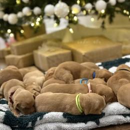 Pink - Yellow female Labrador Retriever puppy in Oklahoma City, Oklahoma from H & H Retrievers