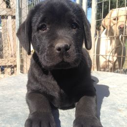 Labrador Retriever Puppies from Showtime Labradors