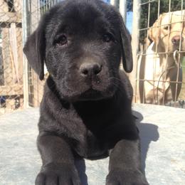 Labrador Retriever Puppies from Showtime Labradors