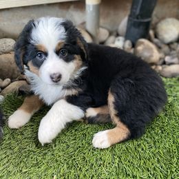 Katy - Australian Shepherd puppy in Oregon from Willamette Valley Australian Shepherds