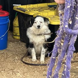 Sugar Plum - Toy Australian Shepherd