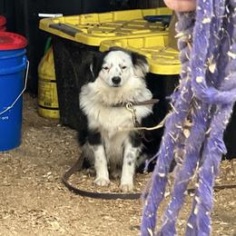 Sugar Plum - Toy Australian Shepherd