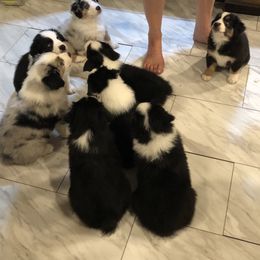 Australian Shepherd Puppies from Lil Klimuk's Australian Shepherds