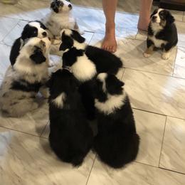 Australian Shepherd Puppies from Lil Klimuk's Australian Shepherds