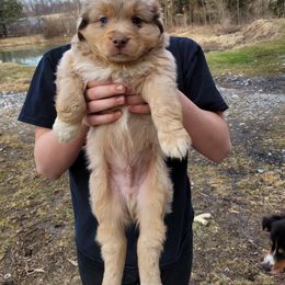 Miniature Australian Shepherd Puppies from Mirarchi Meadow LLC