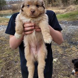 Miniature Australian Shepherd Puppies from Mirarchi Meadow LLC