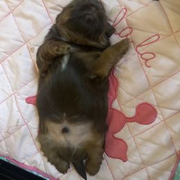 Shih Tzu puppies from Irma's Shih Tzus
