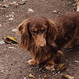 Dachshund puppies from M & M Breeding