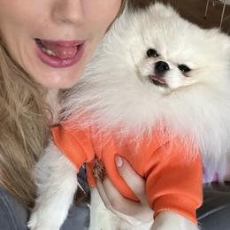 Pomeranian All Grown Up from Laura Velli