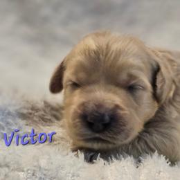 Victor - Cream male Goldendoodle puppy in Kansas City, Missouri from Poppy's Doodles