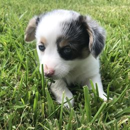 American Corgi and Pembroke Welsh Corgi Puppies from Caddeaux Corgis