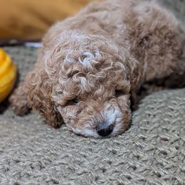 Flynn - Apricot male Poodle puppy in East Earl, Pennsylvania from Puppy Adventures LLC