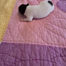 Toy Fox Terrier Puppies from Kitsune