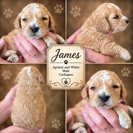 James - Red and white male Cockapoo puppy in Holton, Indiana from MoonShine Babies