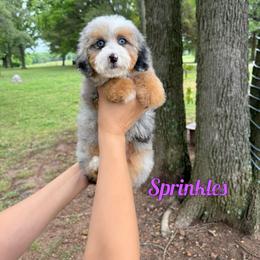 Sprinkles - Merle female Bernedoodle puppy in Mount Vernon, Missouri from PoodlelyDoodlely