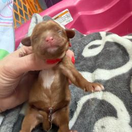 Demi - Ruby female Cavalier King Charles Spaniel puppy in Oxford, Ohio from Wilson Park Cavaliers