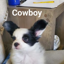 Papillon Puppies from Enchanting Papillons