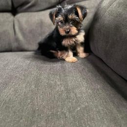 Rottweiler and Yorkshire Terrier Puppies from Superior Family Kennels