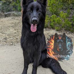 Pinky - Black German Shepherd puppy in Texas from Naturphänomen GSD