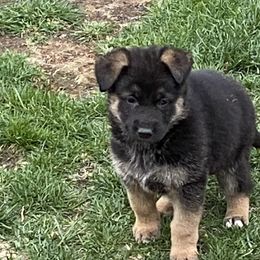 German Shepherd Puppies from Robinsons AKC German Shepherds