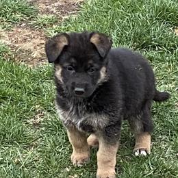 German Shepherd Puppies from Robinsons AKC German Shepherds