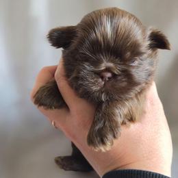 Reese - Chocolate male Shih Tzu puppy in Jenks, Oklahoma from Northstar Shih Tzu