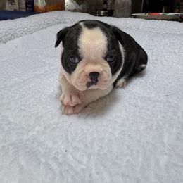 Boston Terrier Puppies from Washburns bostons