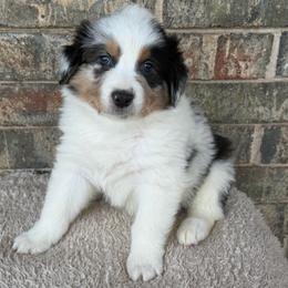 Jacko - Blue merle male Australian Shepherd puppy in Harrah, Oklahoma from Kamm's Aussies