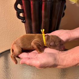 Yellow Boy - Red  male Goldendoodle puppy in Kitsap County, Washington from Amazing Grace Doodles