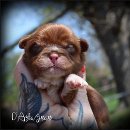 D'Artagnan - Red and tan male Shih Tzu puppy in Warren, Michigan from Devil Dogs Shih Tzu's