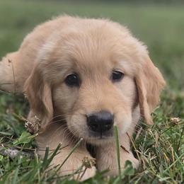 Ms. Teal Lady - Light golden female Golden Retriever puppy in Woodbridge, Virginia from Goldens of Northern Virginia