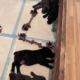 Cane Corso Puppies from The Dorado Ranch