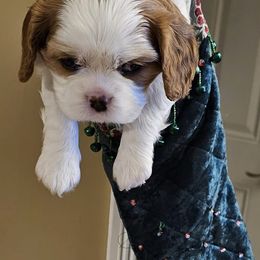 Cavalier King Charles Spaniels from Roselily Cavaliers