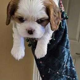 Cavalier King Charles Spaniels from Roselily Cavaliers