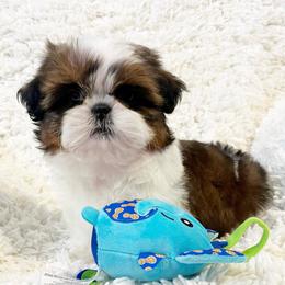 AKC Little man Charlie - Tricolor male Shih Tzu puppy in Greenville, South Carolina from Babyface Shih Tzu