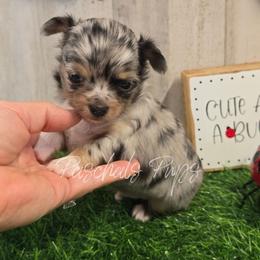 Jackpot - Merle male Chihuahua puppy in Bowdon, Georgia from Paschal's Pups