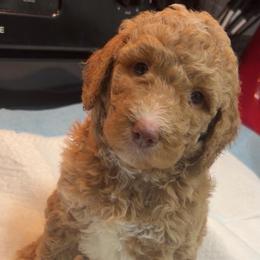 Cozy - Red  female Poodle puppy in Sandy Springs, Georgia from Amore’ Poodle Co.