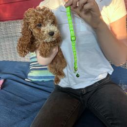 Green Colllar - Red  male Goldendoodle puppy in Lake Butler, Florida from Providence Ranches