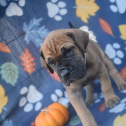 Fawn Female with Black Mask - Pink Collar - Fawn female Great Dane puppy in Alvarado, Texas from Texas Blue Danes