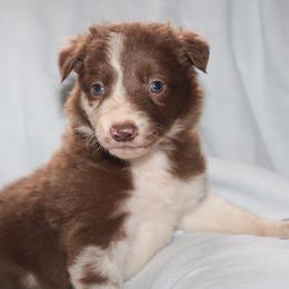 Utah - Red merle male Border Collie puppy in Cedartown, Georgia from Ferguson Border Collies